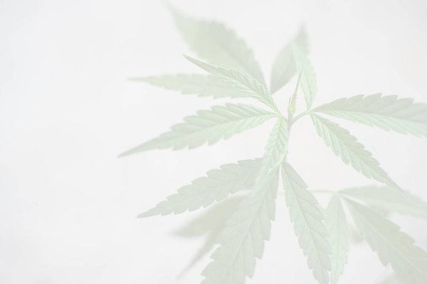 France Cannabidiol