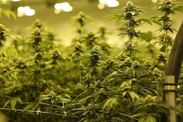 Les avantages incontournables du bio pour le chanvre et le CBD