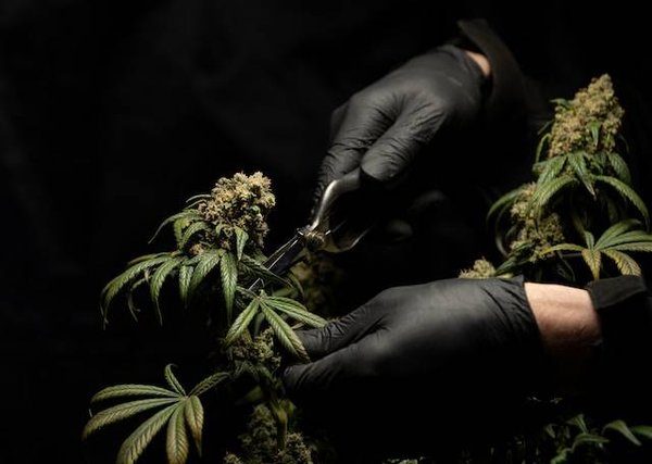 Quelle est la meilleure méthode d'extraction du CBD